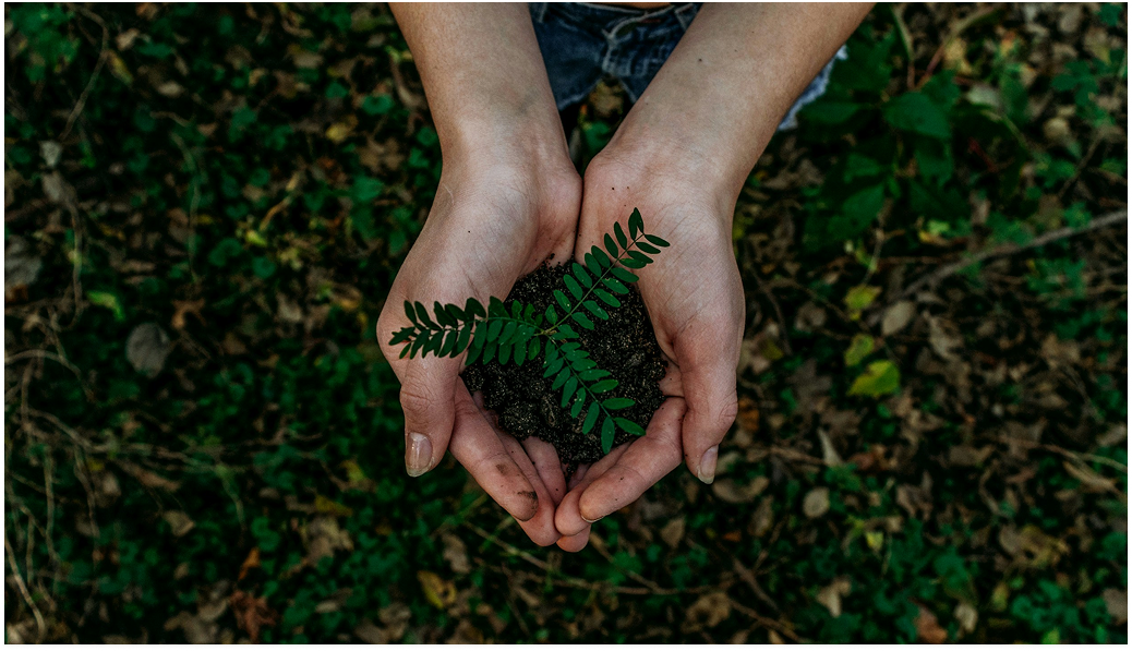 Hands holding soil and a young plant