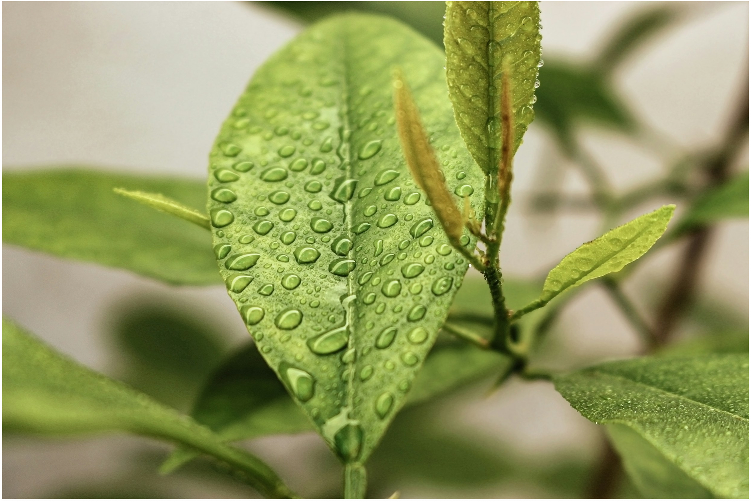 Water efficiency monitoring interface and conservation signal