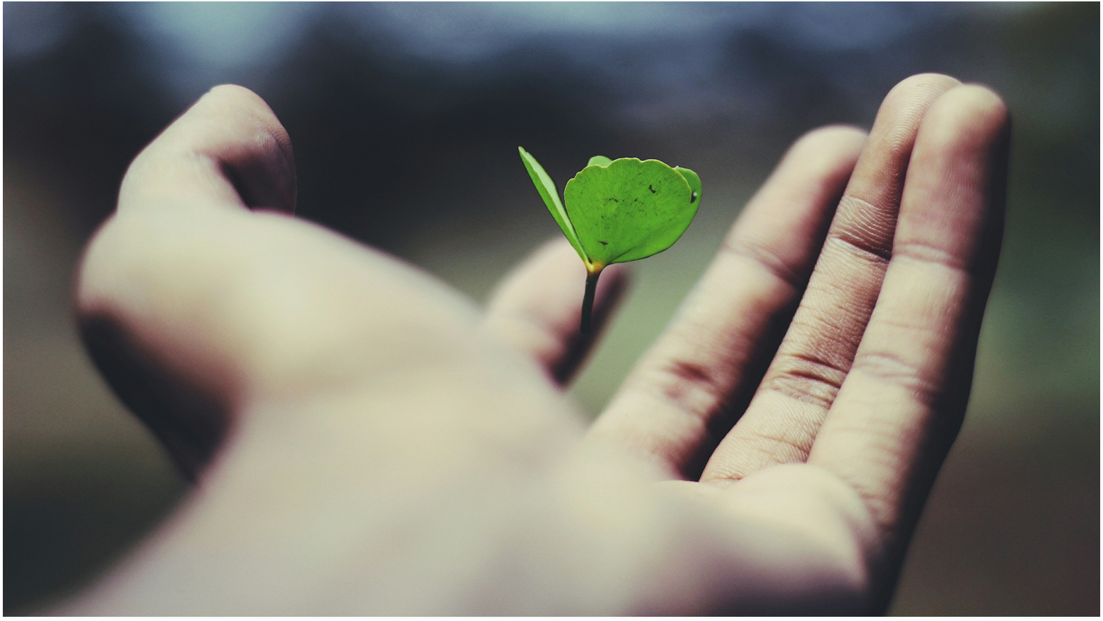 Hands holding a young green plant